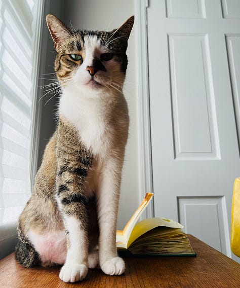 photos of beth spencers cats, sean, merv, and harmony