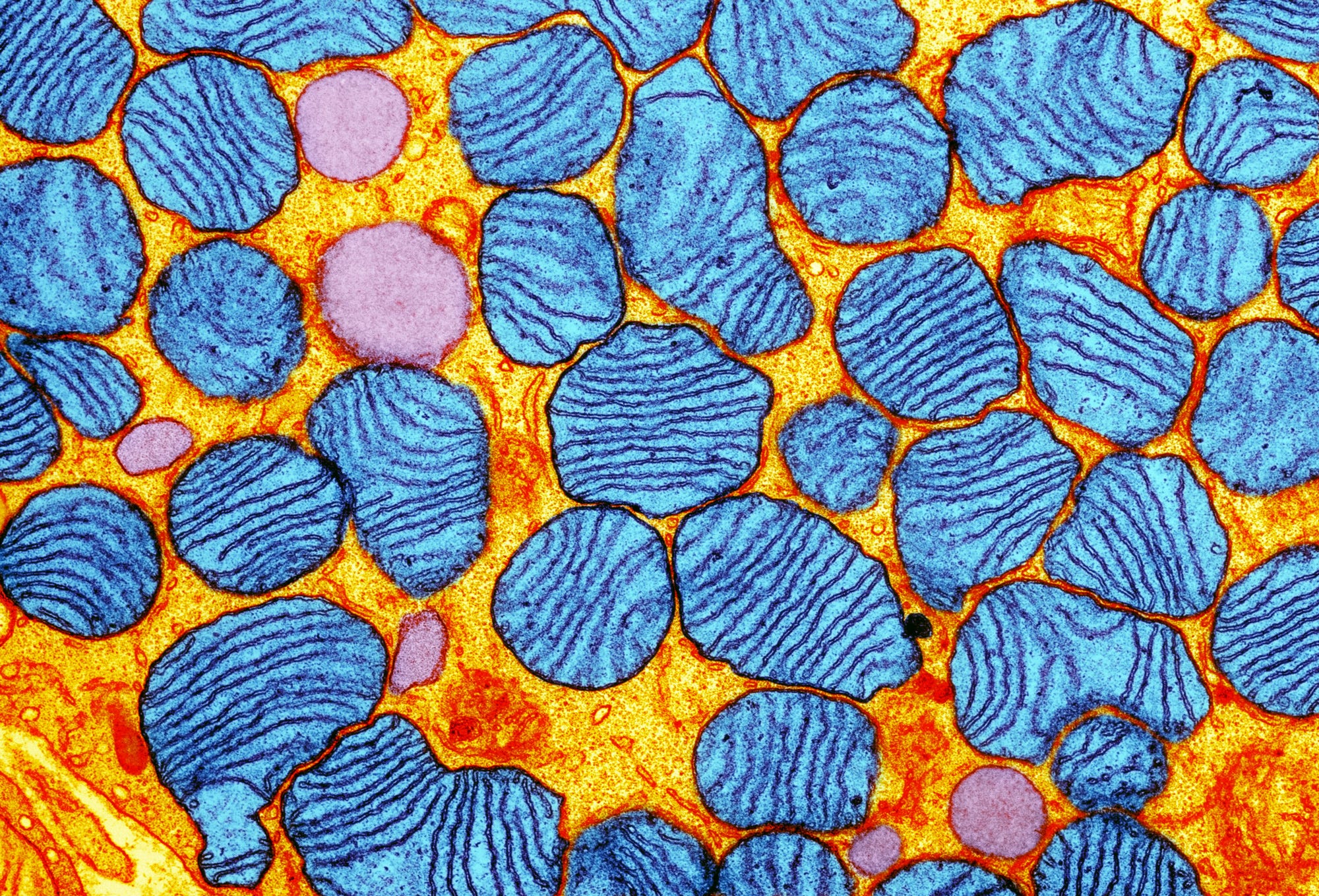 Mitochondria & Human Metabolic Diversity - by Nick Jikomes
