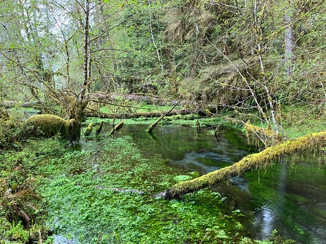 Photos of Olympic National Park coast and rain forest