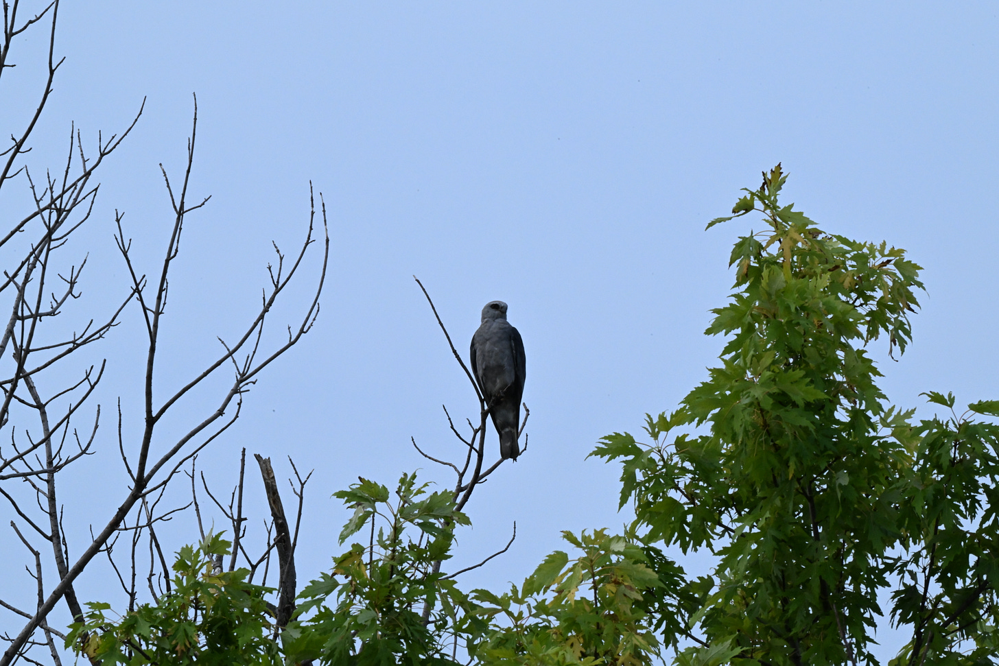 Grey and white raptor perched in top of tree and looking to right of camera with blue sky behind