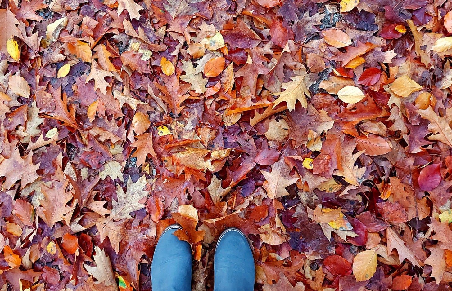 Carpet of leaves, two grey boots standing on it
