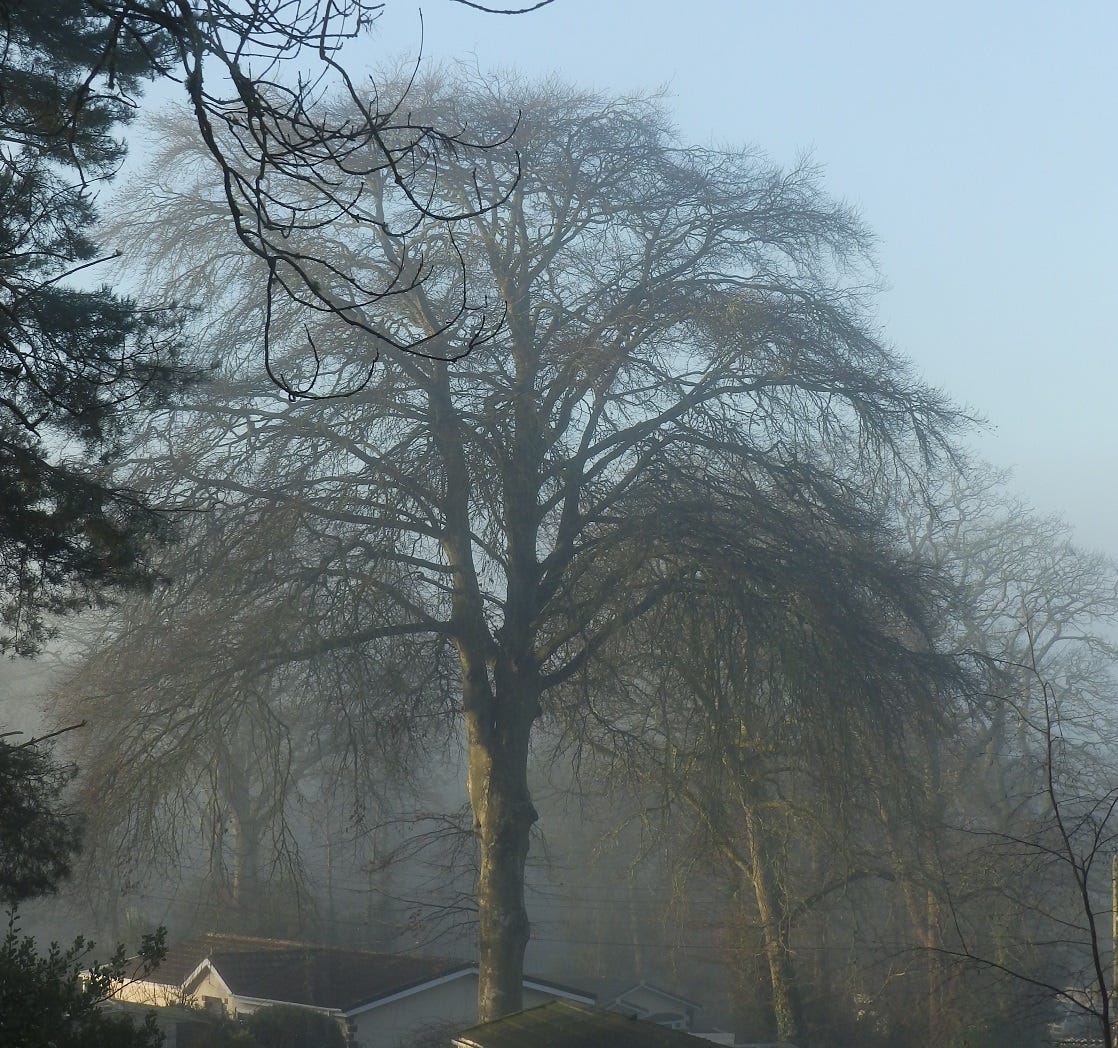 tree in the mist, winter 2022 tree in the mist, winter 2022
