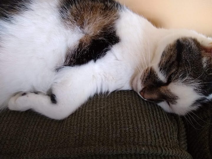 a gif of Usagi collapsing on a desk with the text "Posture Check" alongside Teeter sleeping in a position that suggests she has no bones.