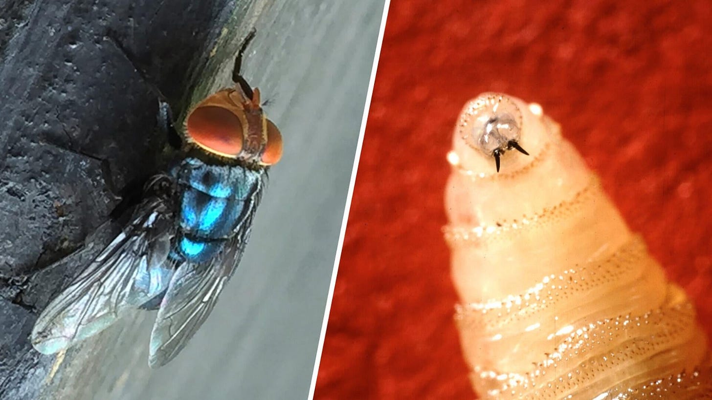 A Maryland resident is diagnosed with screwworm. Here's what to know about  the flesh-eating parasite. - CBS News