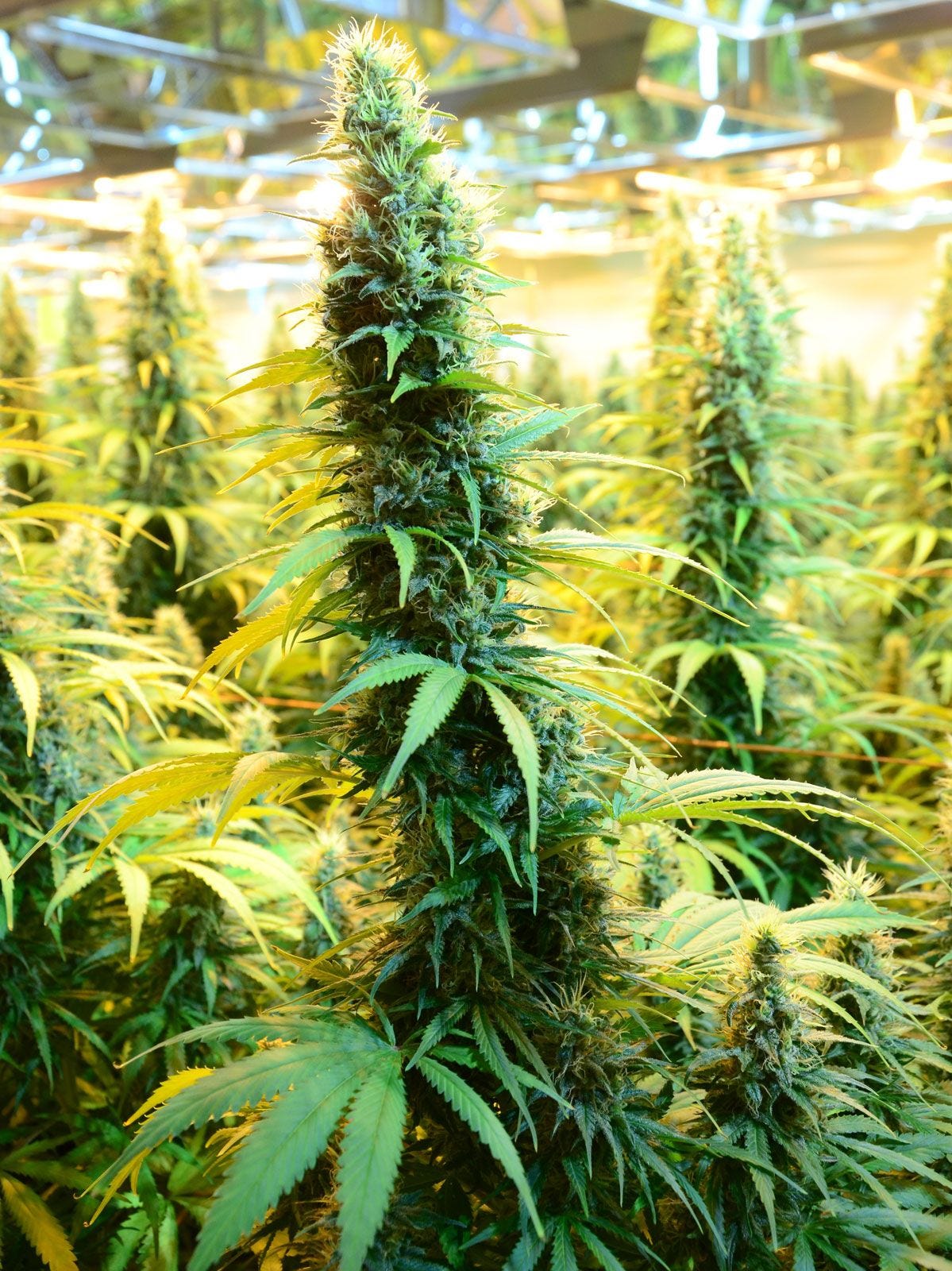 Cannabis | Definition, Species, Uses, Leaf, Flowers ...