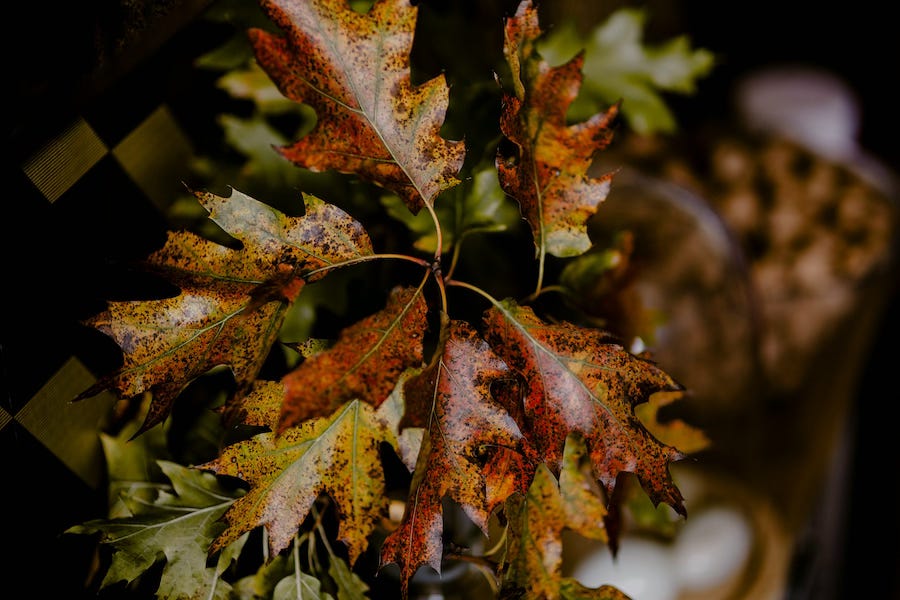 Cluster of oak leaves turning orange and brown, speckled with dark spots, hanging from a branch against a softly blurred background.
