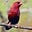 Strawberryfinch's avatar