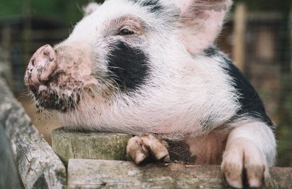 Biogas, fertiliser, & algae from pigs the company putting circular farming in practice