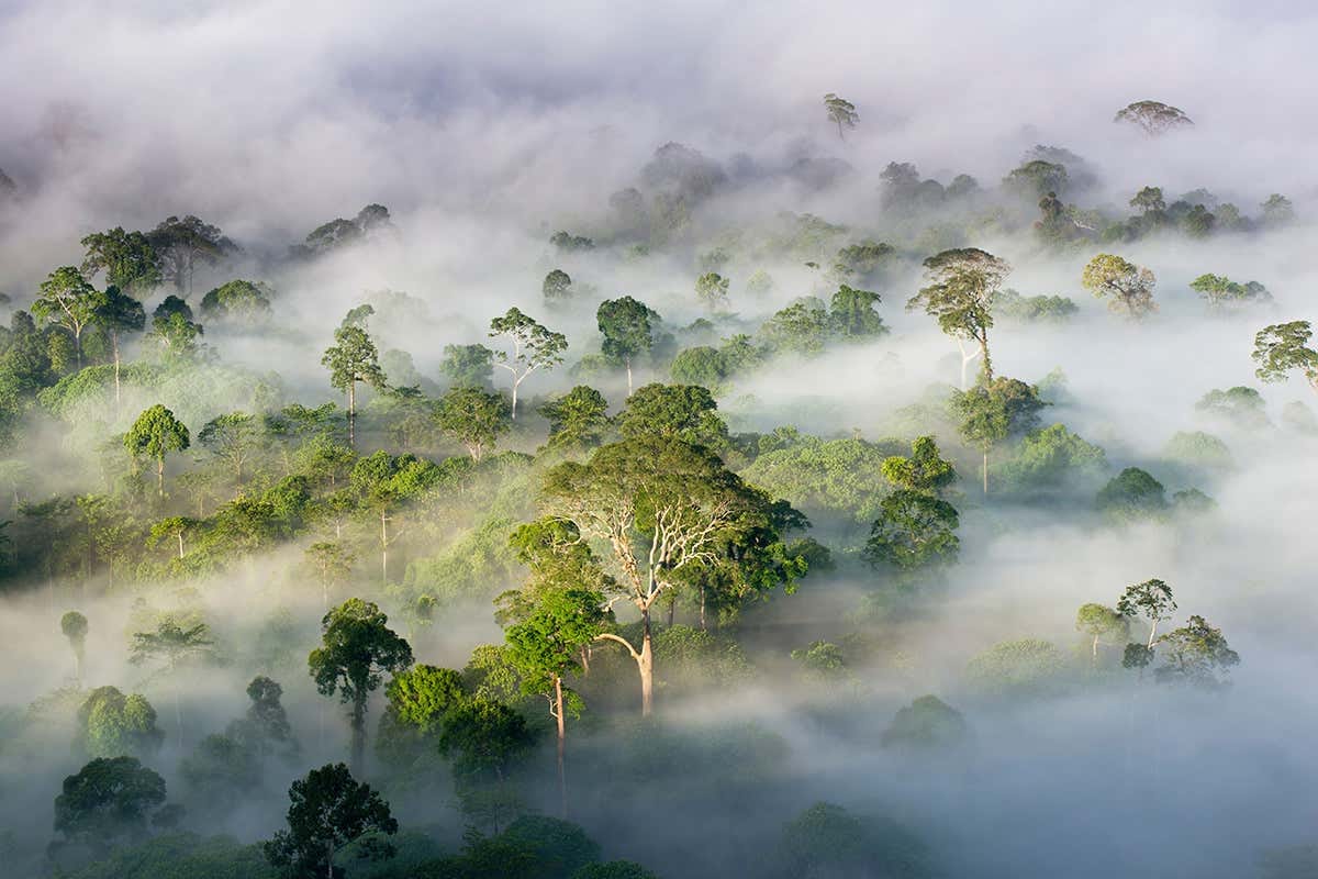 Tropical rainforests may begin pumping out carbon dioxide by 2050 | New  Scientist