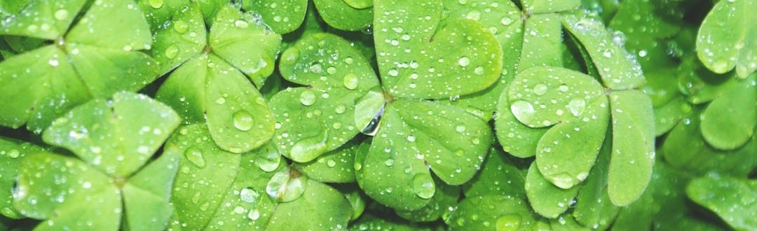 green club leaf with water drew