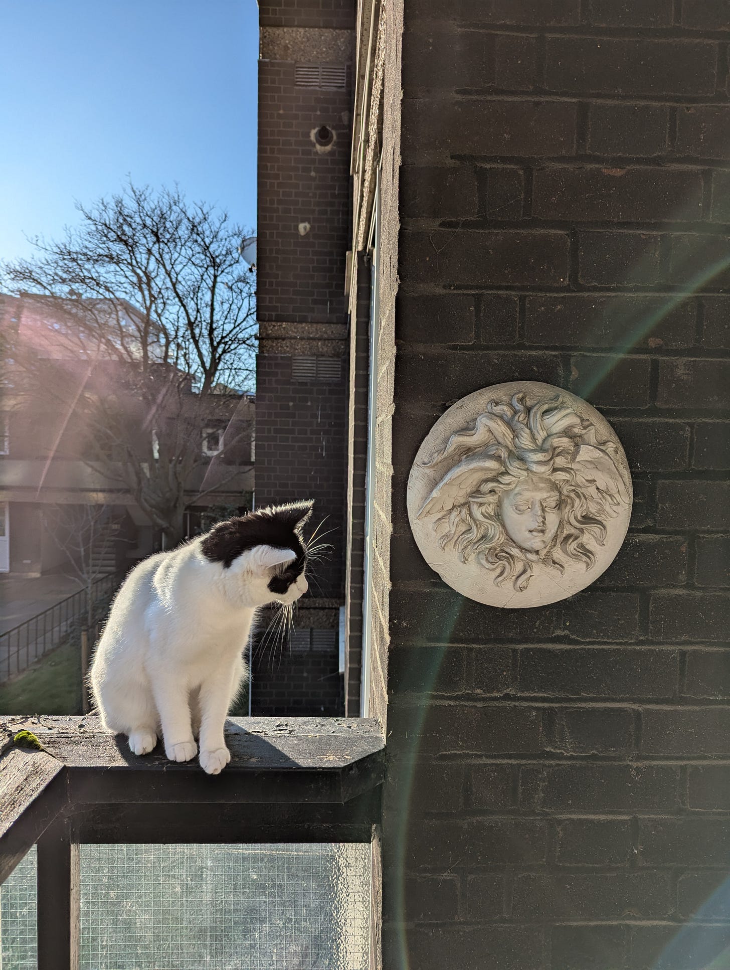 A white cat with black marks on a balcony ledge stares at a classical sculpture hanging from the balcony's wall.