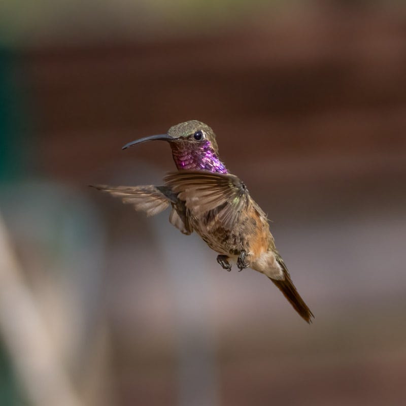 20250813-AshCanyon-305-Edit.jpg 20250813-AshCanyon-305-Edit.jpg