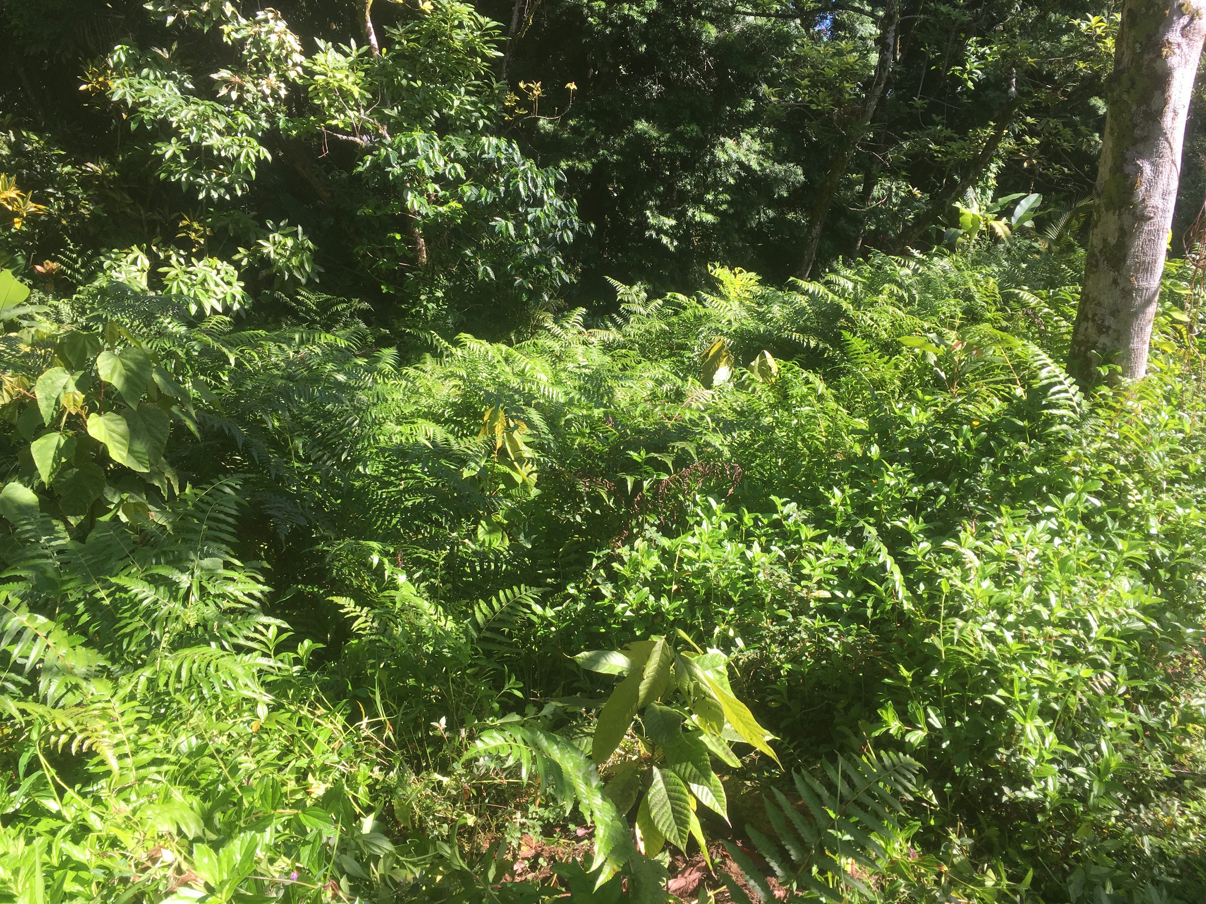 Cacao in Community - by Raven Hanna - One Cacao Tree