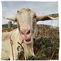 Walking With Goats's avatar