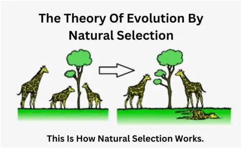 The Theory Of Evolution By Natural Selection The Theory Of Evolution By Natural Selection