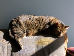 coco_sunworship