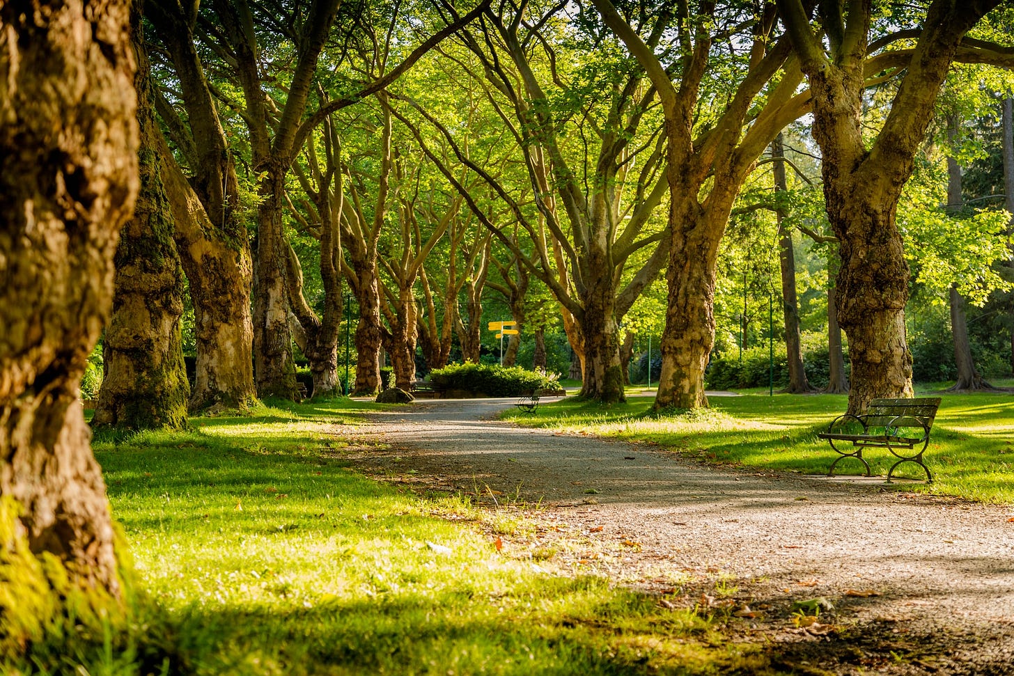 Vialetto di un parco urbano fiancheggiato da maestosi alberi Vialetto di un parco urbano fiancheggiato da maestosi alberi