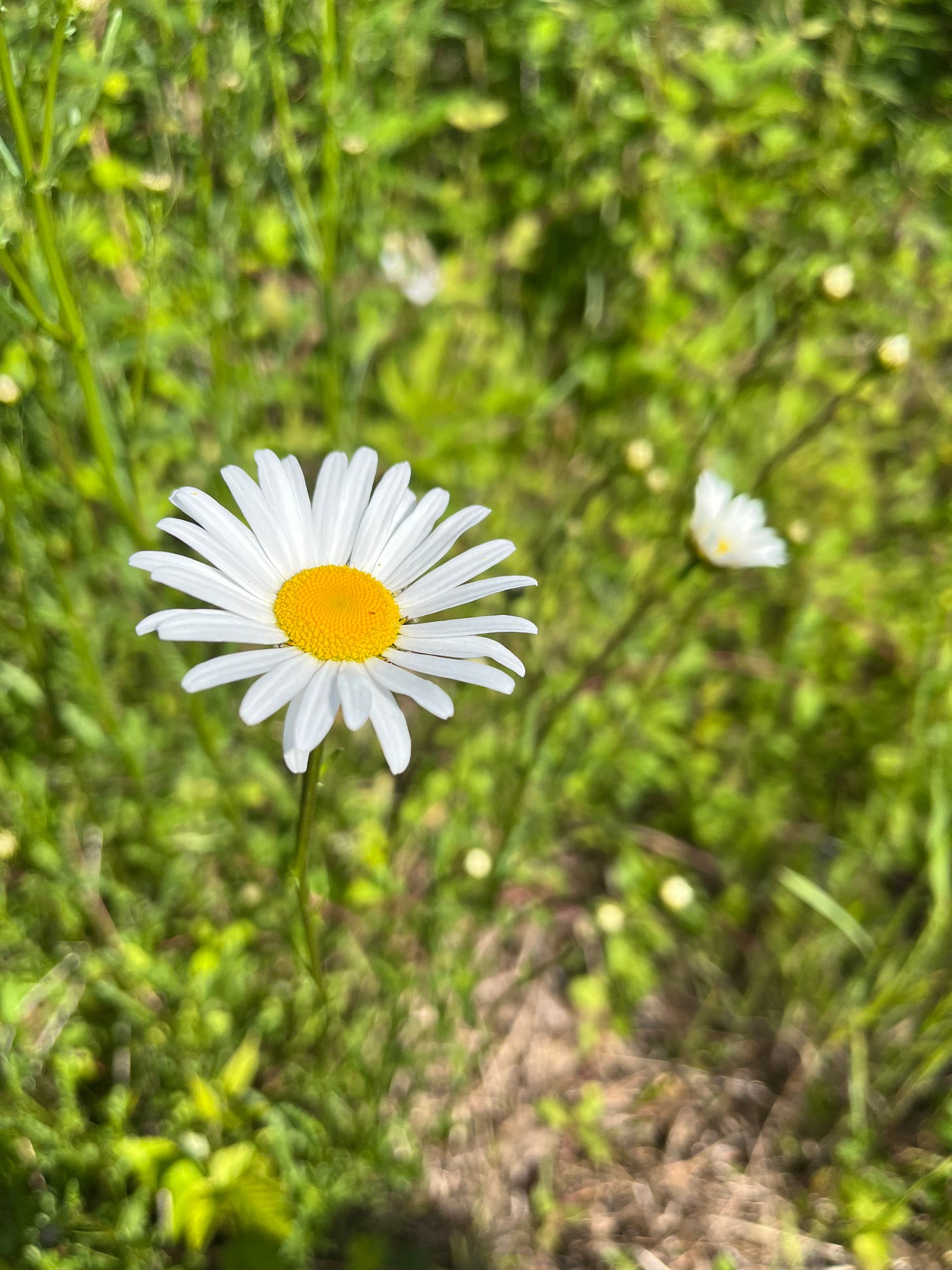Photo of a daisy flower with white petals and yellow center.