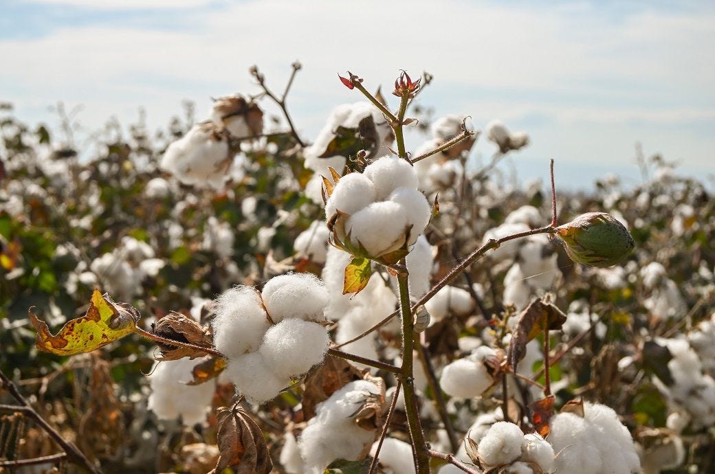 Acreage compression to cap India's cotton output in CYi 2026: ICRA