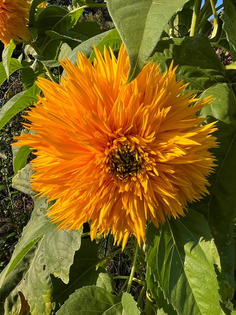 double sunking sunflowers