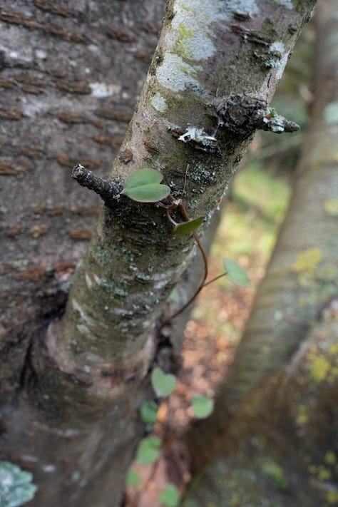 Pōhuehue (Muehlenbeckia australis, native) growing up wild cherry tree.