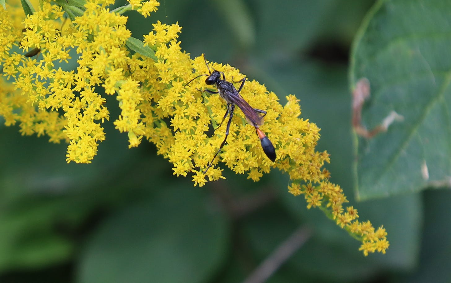 Common Thread-wasted Wasp