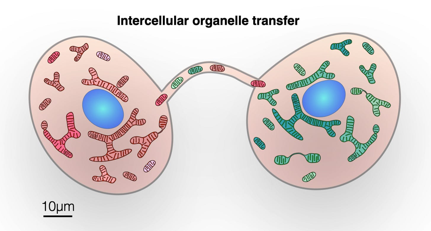 Mitochondria transferring from one cell to another via a tunneling nanotube. Mitochondria transferring from one cell to another via a tunneling nanotube.