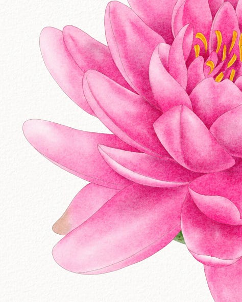 cropped detail images of a painting of.a pink waterlily