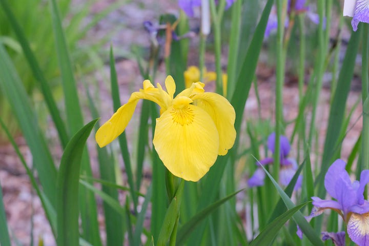 possible combinations for creating iris pseudatas