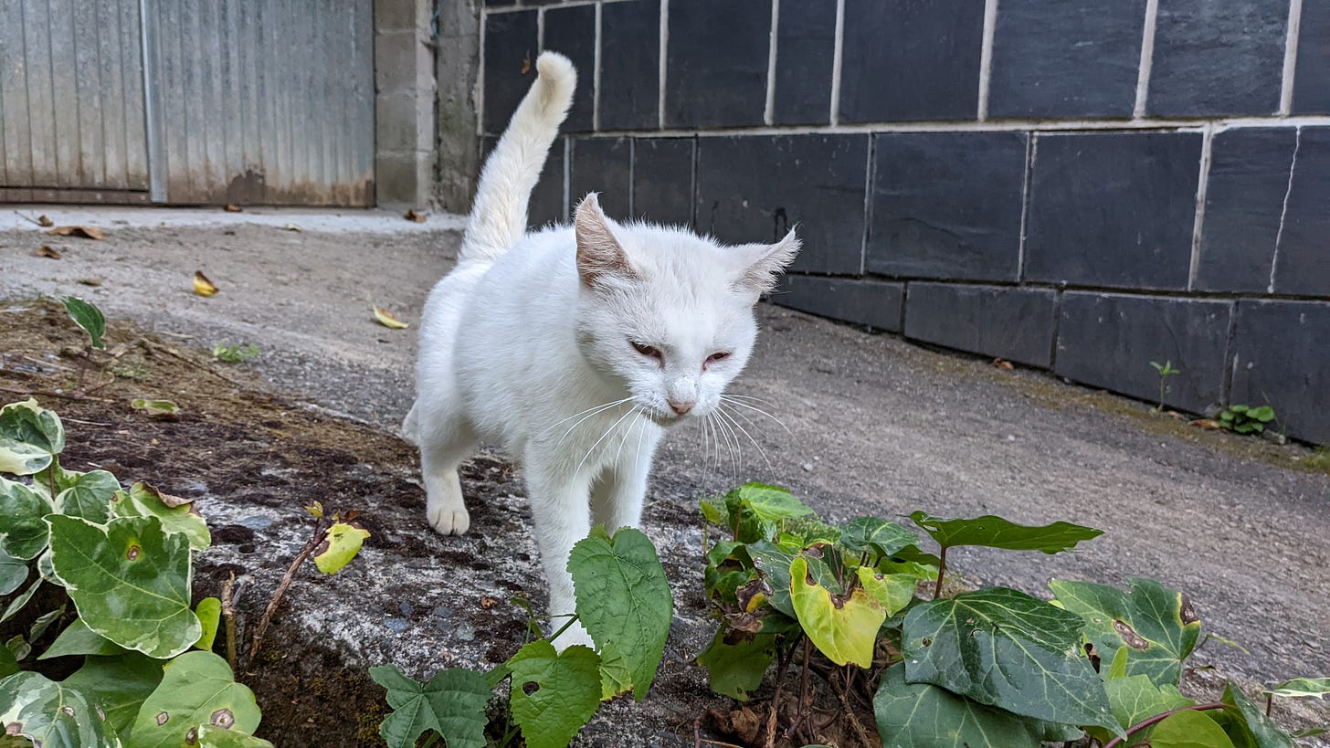 scruffy white cat scruffy white cat