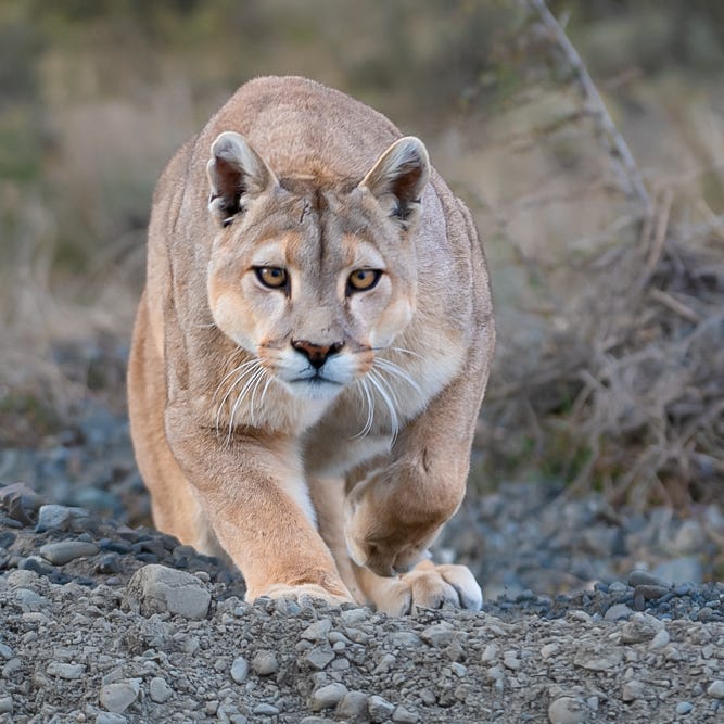 The Naturalist's Journal