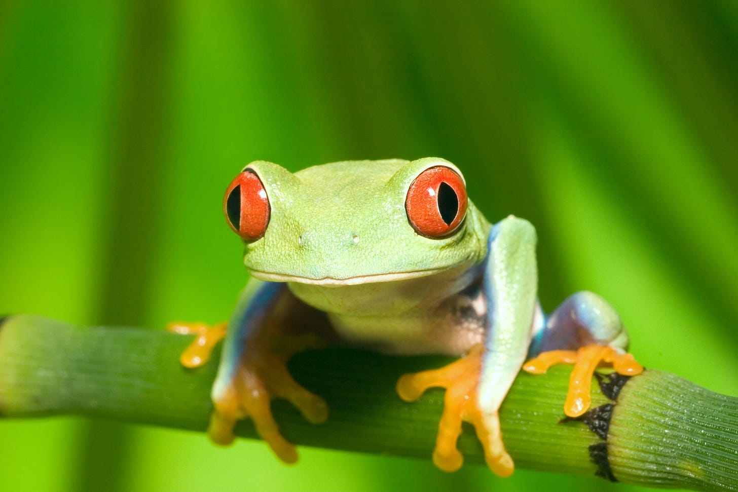 Green tree frog with red eyes and orange feet sitting on a branch Green tree frog with red eyes and orange feet sitting on a branch