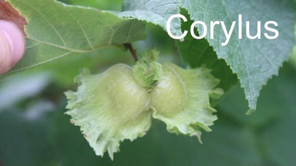 80-trees-shrubs 13.jpeg 80-trees-shrubs 13.jpeg