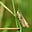 Cricket's avatar