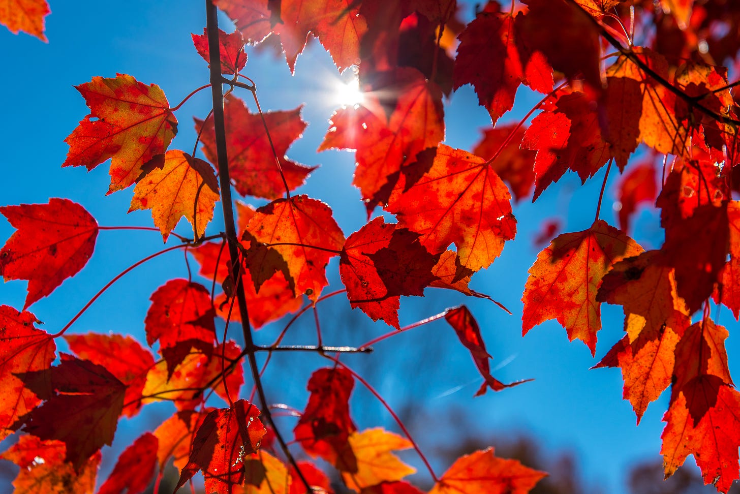 Are maple leaves toxic to horses?