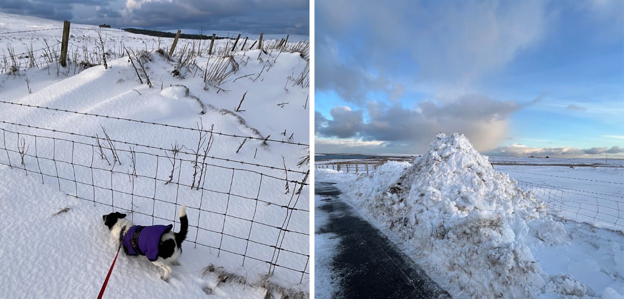 Two photos. LHS - Kiki, a B&W Parsons Jack Russell up to her armpits in snow. RHS: a ‘snow mountain’ on the side of the lane made by the farmer clearing the lane Two photos. LHS - Kiki, a B&W Parsons Jack Russell up to her armpits in snow. RHS: a ‘snow mountain’ on the side of the lane made by the farmer clearing the lane