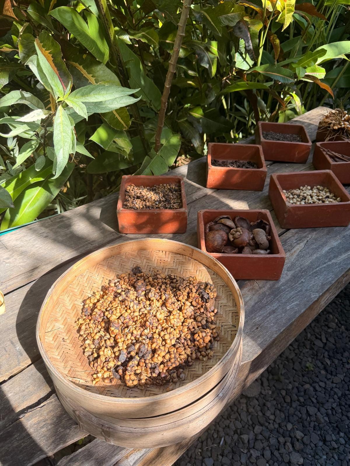 Coffee beans and luwak coffee display during a Bali tasting experience.