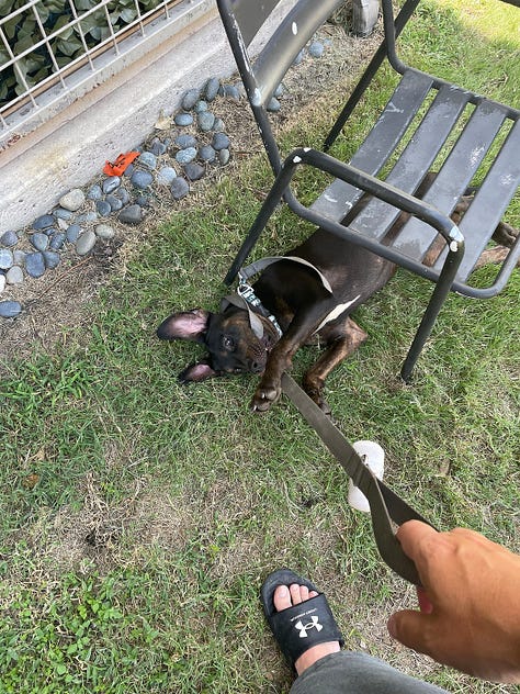 LEFT: Lola on leash standing amid ground cover with a long stick pointing forward from the corner of her mouth. CENTER: Lola passed out on her side on the floor with her favorite yellow blanket. RIGHT: Lola on leach rolling on her side under a chair in the front yard.