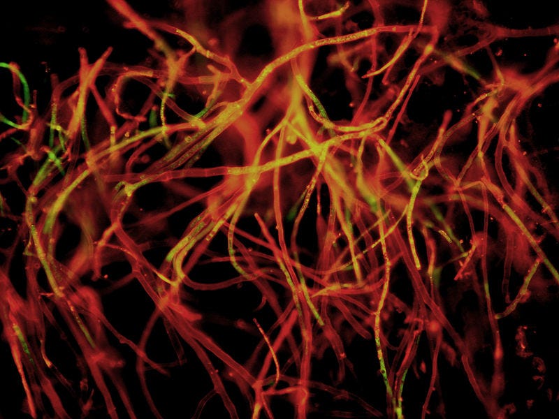 File:Mycelium.JPG
