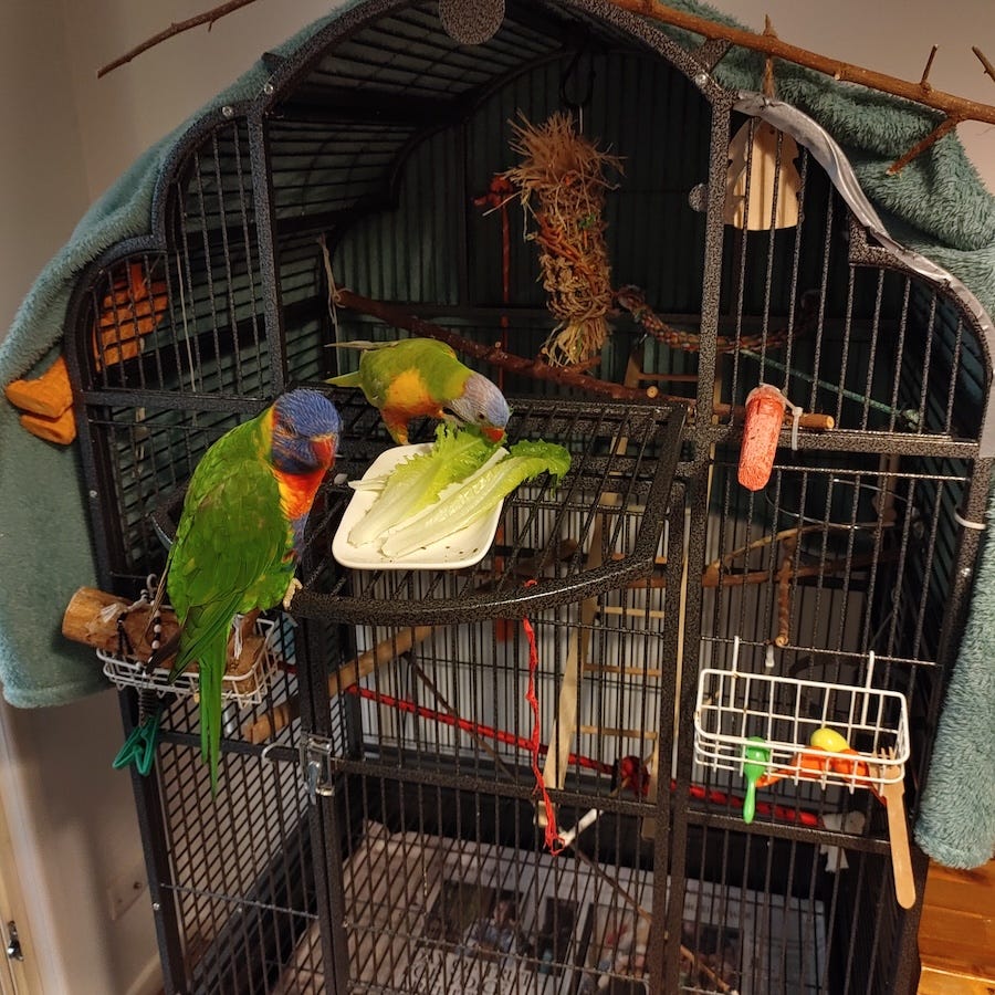 Two rainbow lorikeets eating lettuce leaves