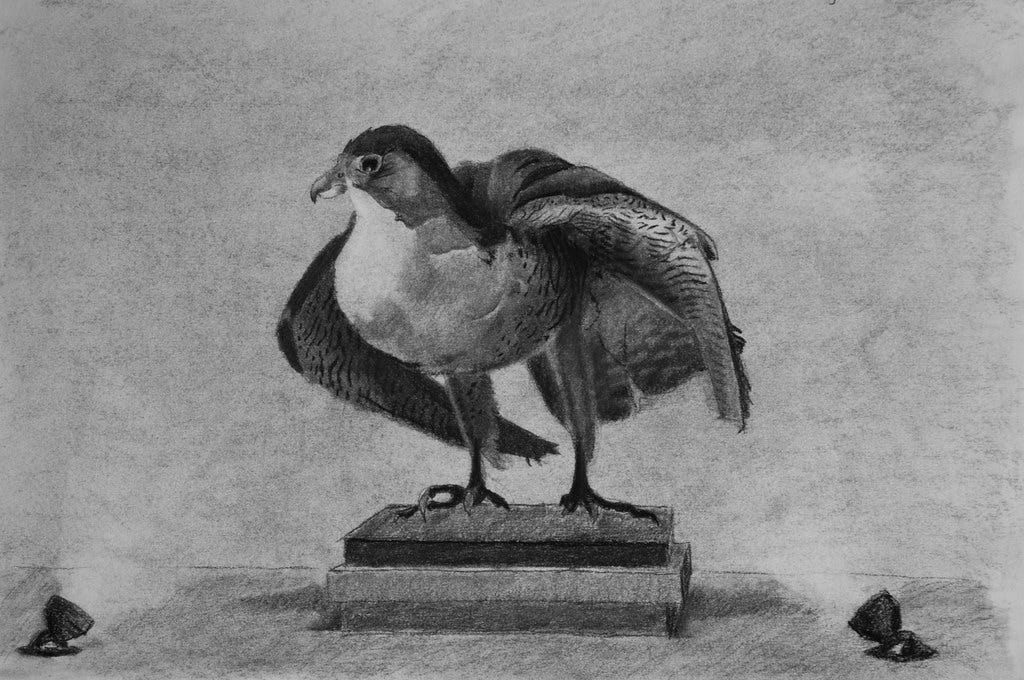 Peregrine falcon in the Horniman museum. Charcoal pencil,… | Flickr Peregrine falcon in the Horniman museum. Charcoal pencil,… | Flickr