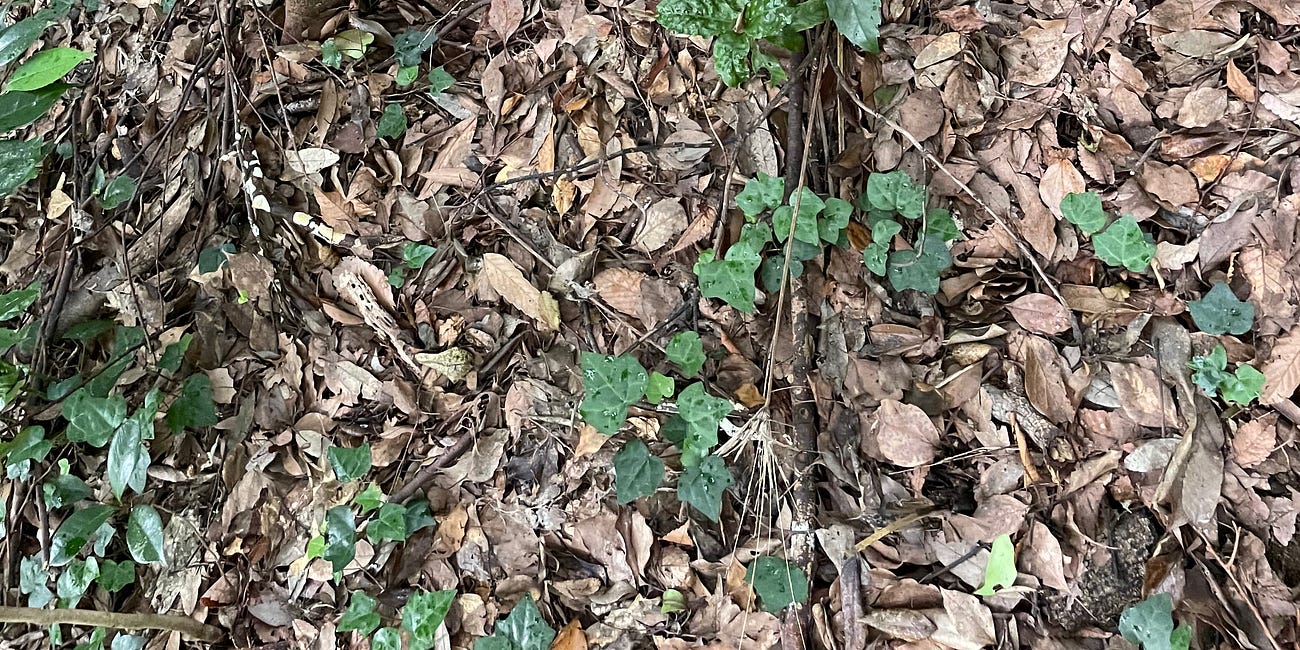 Is The Forest Floor Organized?