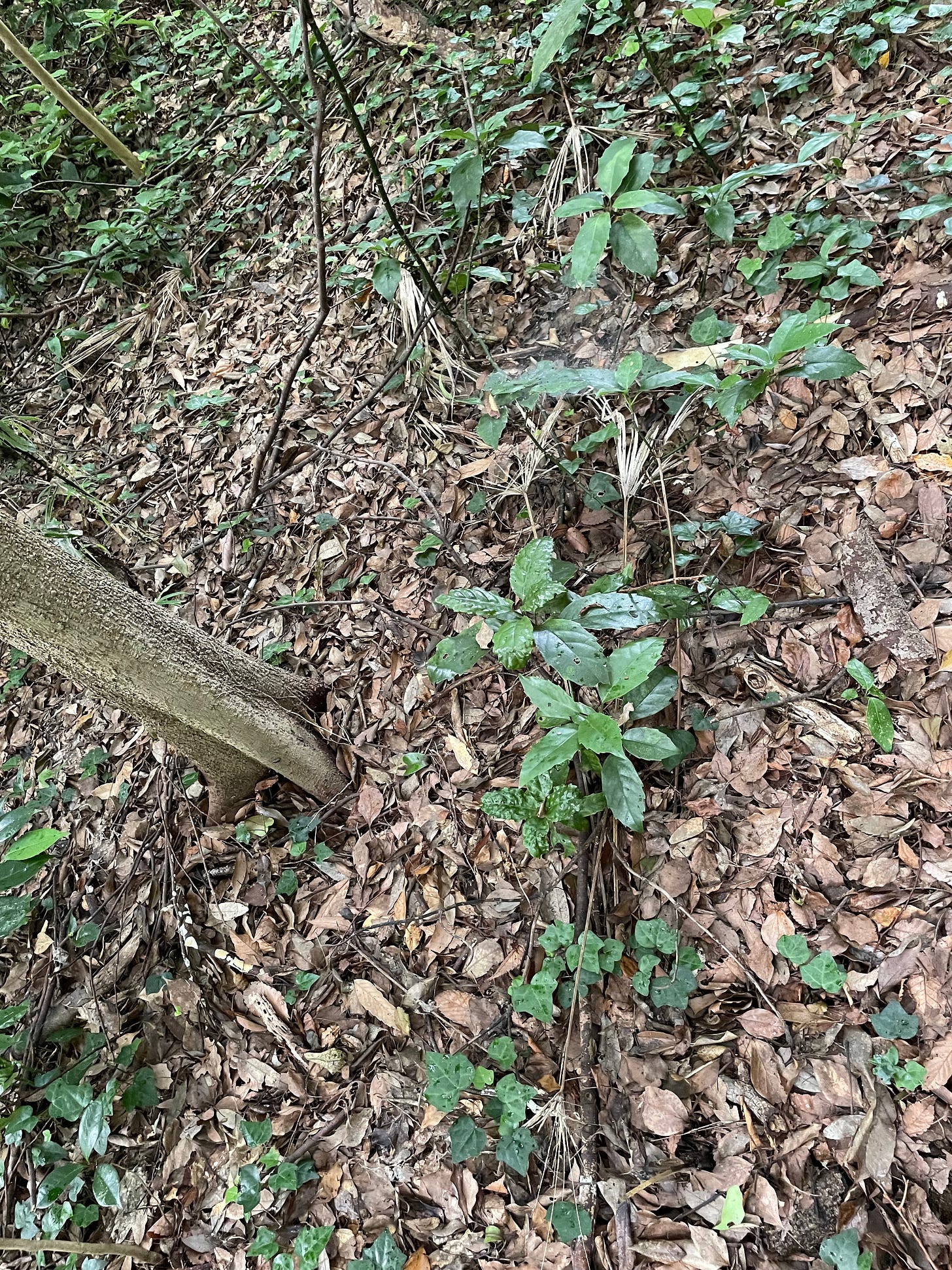 forest floor is messy, gloriously forest floor is messy, gloriously