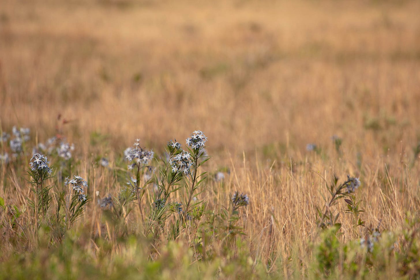A field of beige grass with a row, in the foreground, of fringed amsonia plants all in bloom. Each plant is, as described in the text, a single stem with groups of fringe-like, thin leaves, and pale blue, star-shaped flowers grouped in loose domes towards the top of each plant.