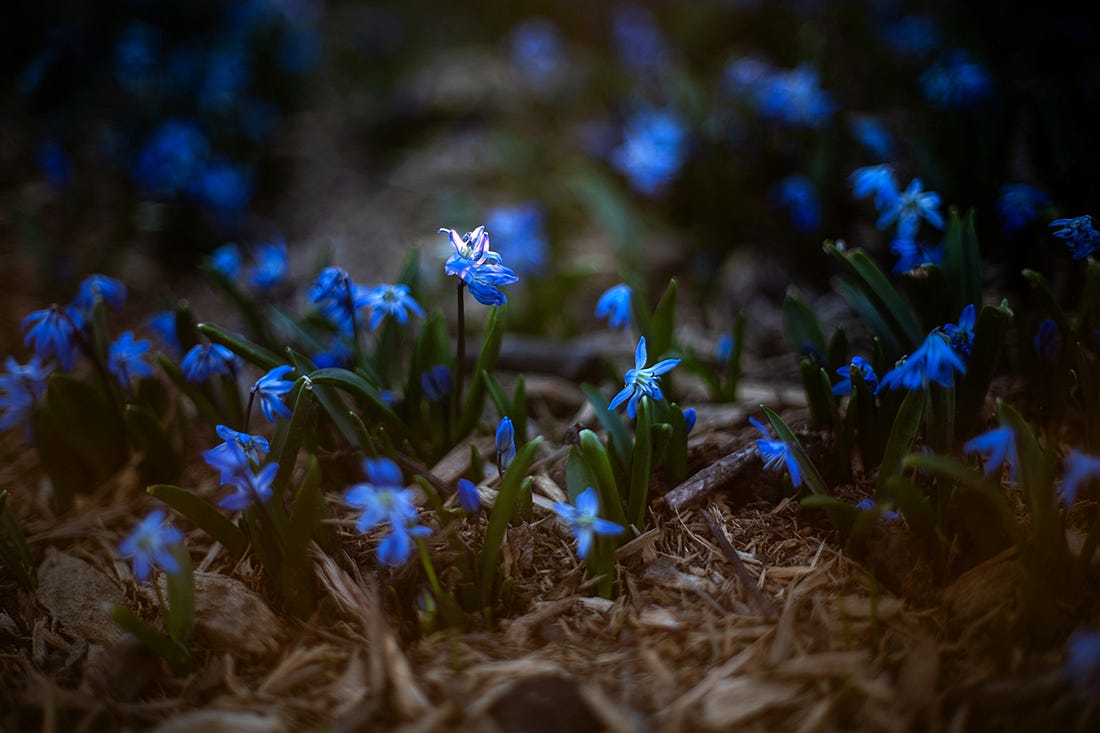 A soft focus photograph of small blue flowers (Siberian squill)