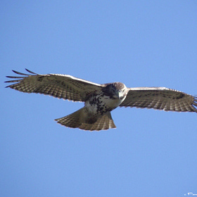 Random Ramblings: Hawk Eyes