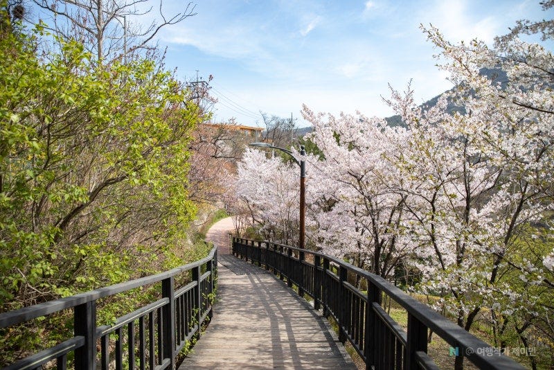 서울벚꽃명소] 서촌에서 가까운 인왕산 자락길 꽃구경 & 무무대전망대 산책하기 : 네이버 블로그