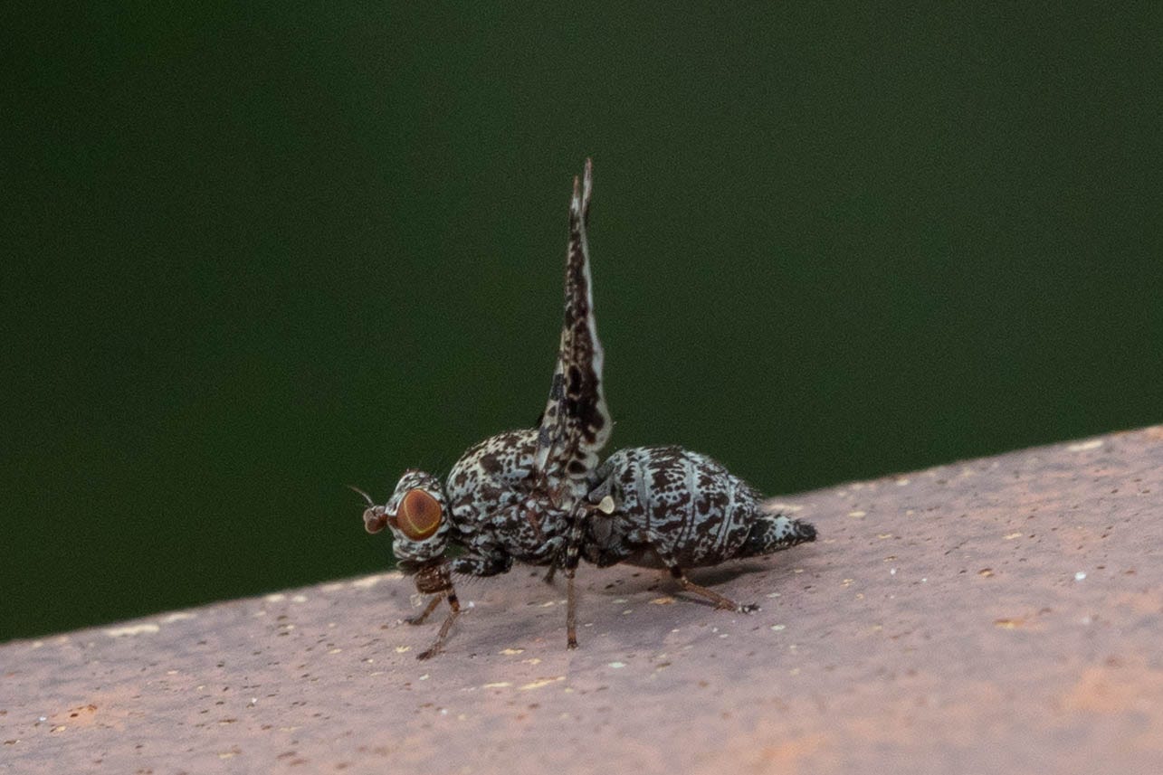 A peacock fly in profile. The fly has a gray body and gray wings, mottled with black and blue shapes. The wings are held upright above the fly's body, like a peacock display.