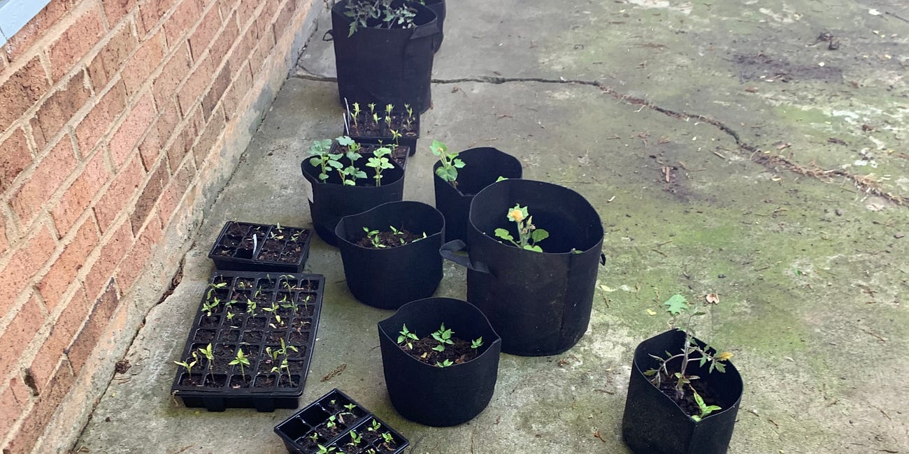 Return of the Aphids - an Update