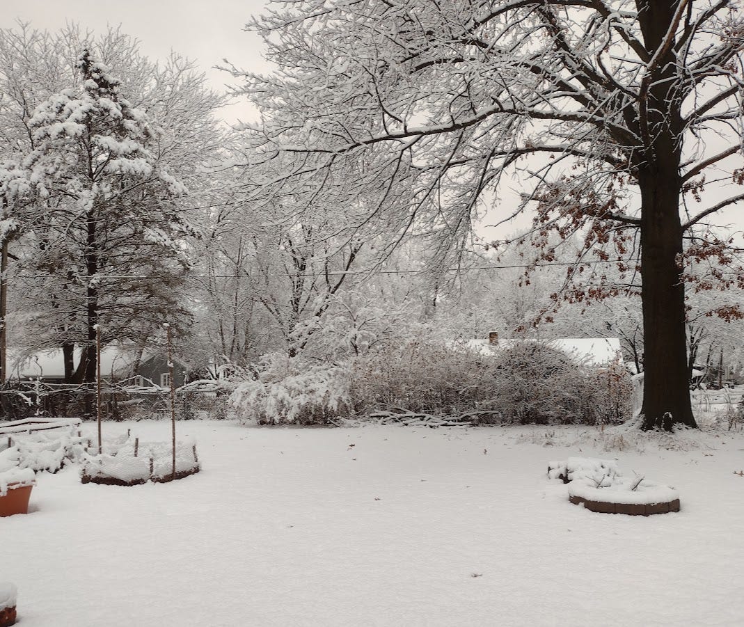 Snowy view of garden